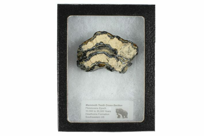 Mammoth Molar Slice With Case - South Carolina #99525